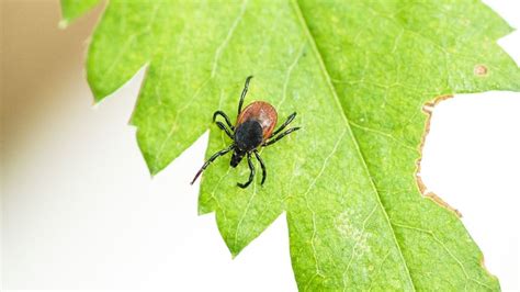 diagnose ziekte van lyme